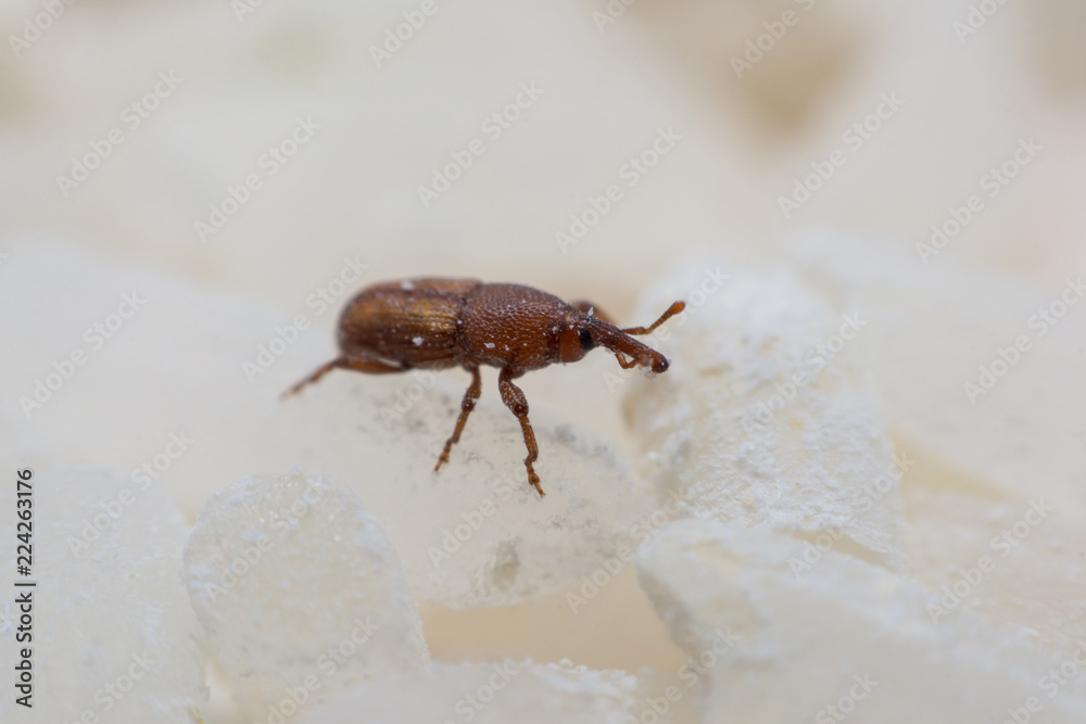 Rice weevil, or science names Sitophilus oryzae close up on white Rice destroyed. Rice weevil, or science names Sitophilus oryzae close up on white Rice destroyed.