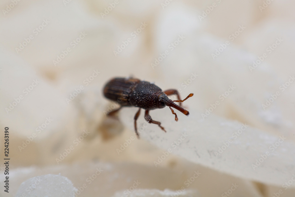Rice weevil, or science names Sitophilus oryzae close up on white Rice destroyed. Rice weevil, or science names Sitophilus oryzae close up on white Rice destroyed.