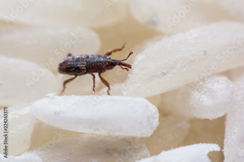 Rice weevil, or science names Sitophilus oryzae close up on white Rice destroyed.