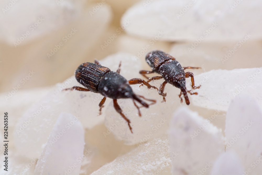 Obraz premium Rice weevil, or science names Sitophilus oryzae close up on white Rice destroyed.