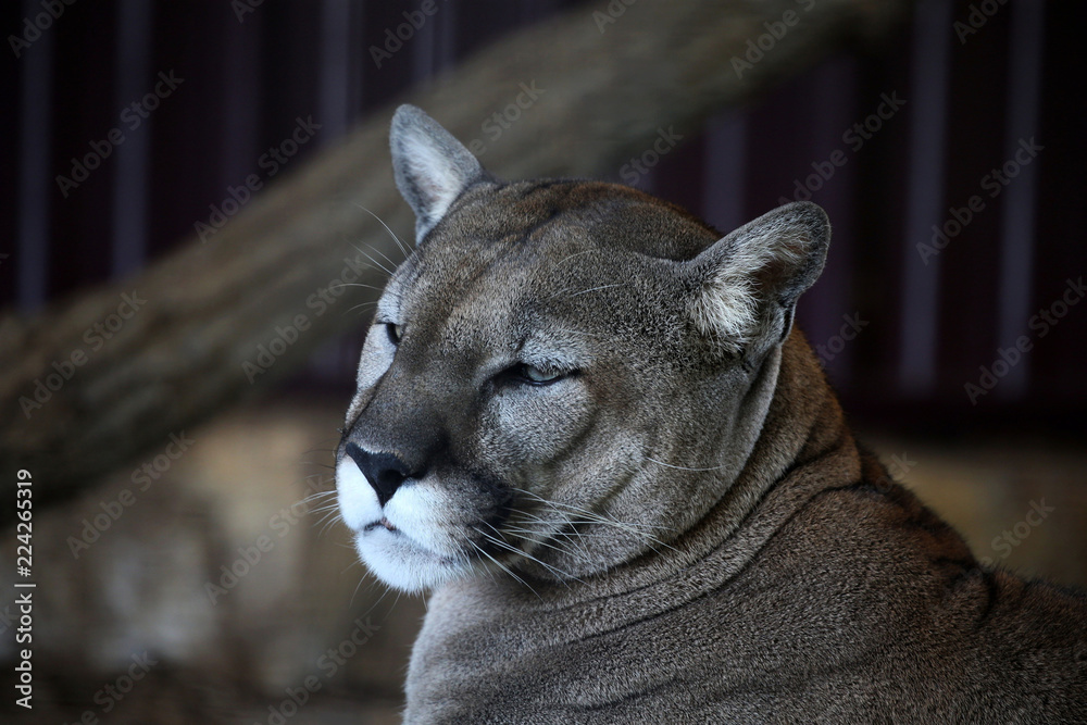 Cougar (Puma concolor) puma, mountain lion, panther or catamount is native  American beast of prey. Stock Photo | Adobe Stock