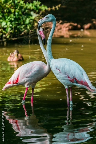 Twin flamingo
