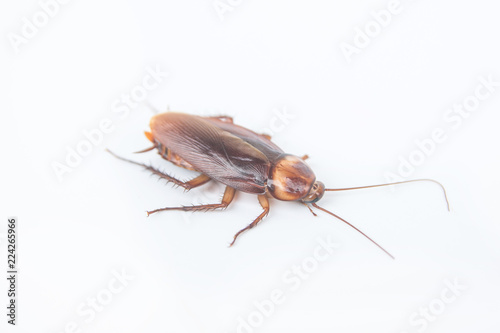 cockroaches isolated on white background