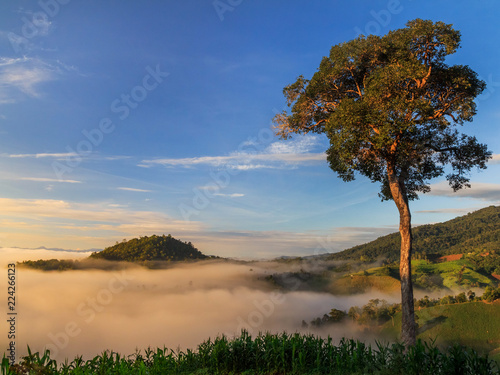 Fantasy and colorful nature landscape Fog and tree in mountains  Nature conceptual image.