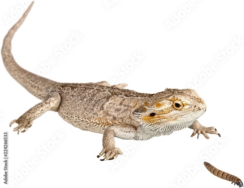 Bearded Dragon Chasing a Centipede