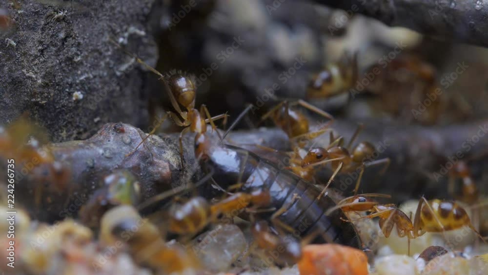 The ants attacked the cockroach. Super macro shooting The ants attacked the cockroach. Super macro shooting