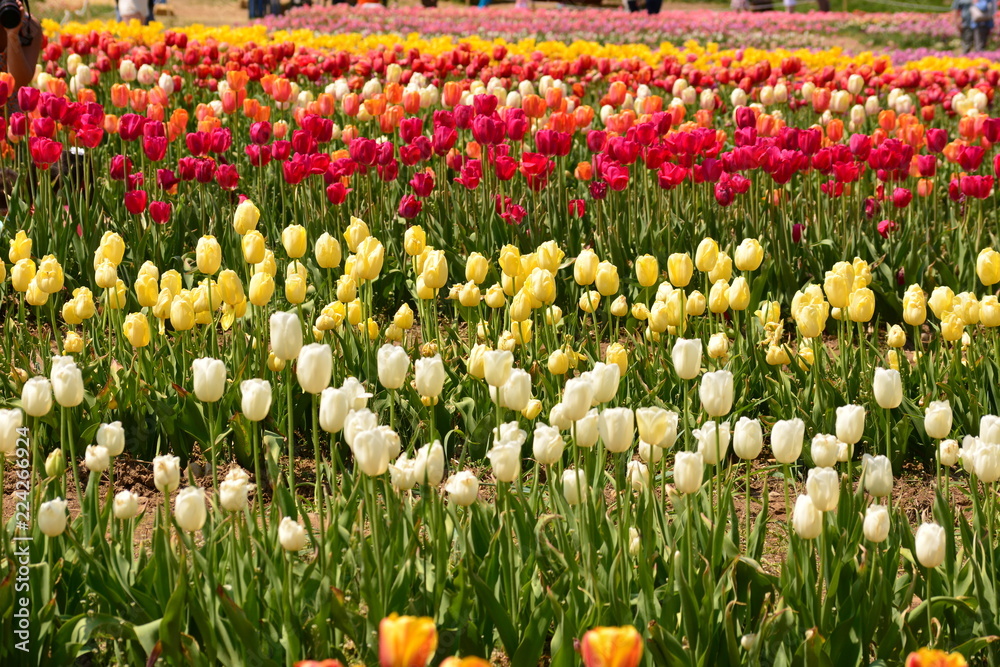 Multicolored Tulip Field