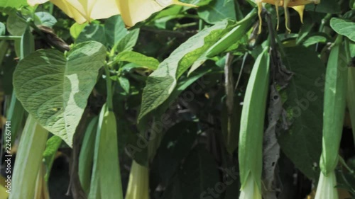 Angel Trumpet flowers seen near Stinson Beach, California photo