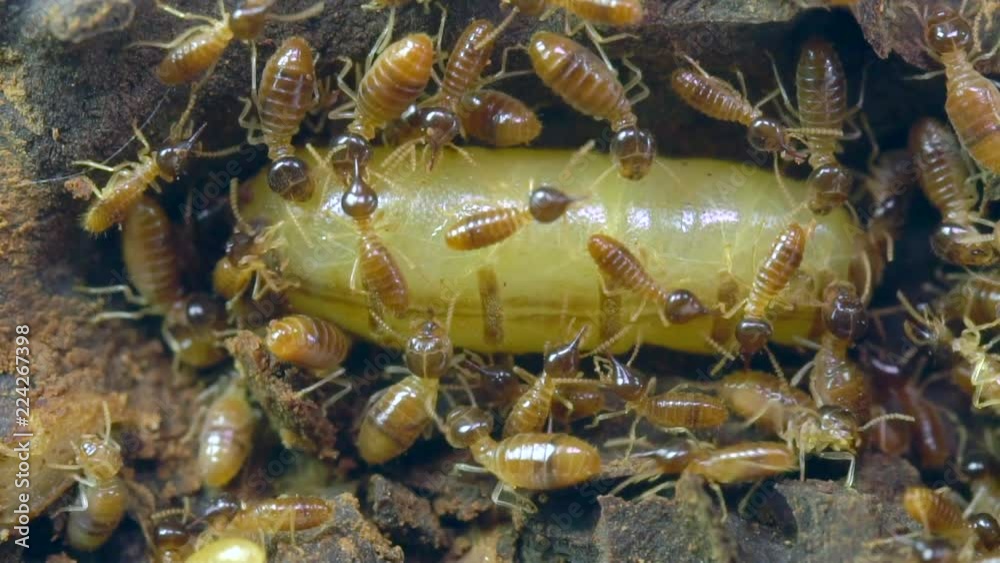 Queen termite in a chamber deep within the nest in slow motion. The queen is huge and bloated with eggs. Worker gather liquid containing pheromones exuded from the queens rear end.