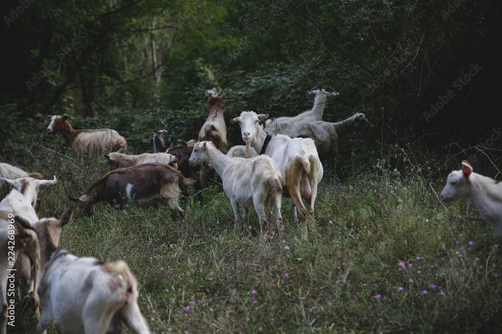 Goat herd on the field