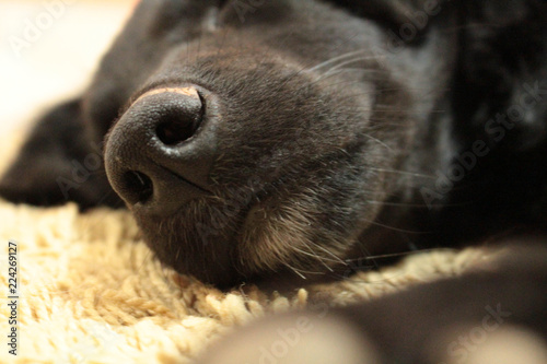 Black dog snout