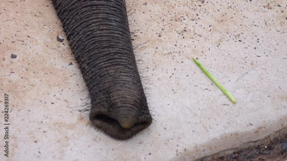 Moving elephant trunk looking for food in 4k Moving elephant trunk looking for food in 4k