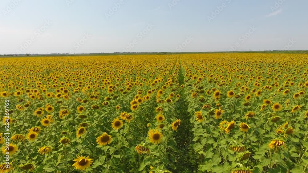 Field of sunflowers. Aerial view of agricultural fields flowering oilseed. Top view. Field of sunflowers. Aerial view of agricultural fields flowering oilseed. Top view.
