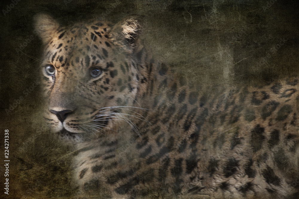 Obraz Emerging Leopard