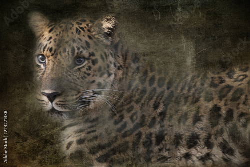 Obraz na płótnie Emerging Leopard