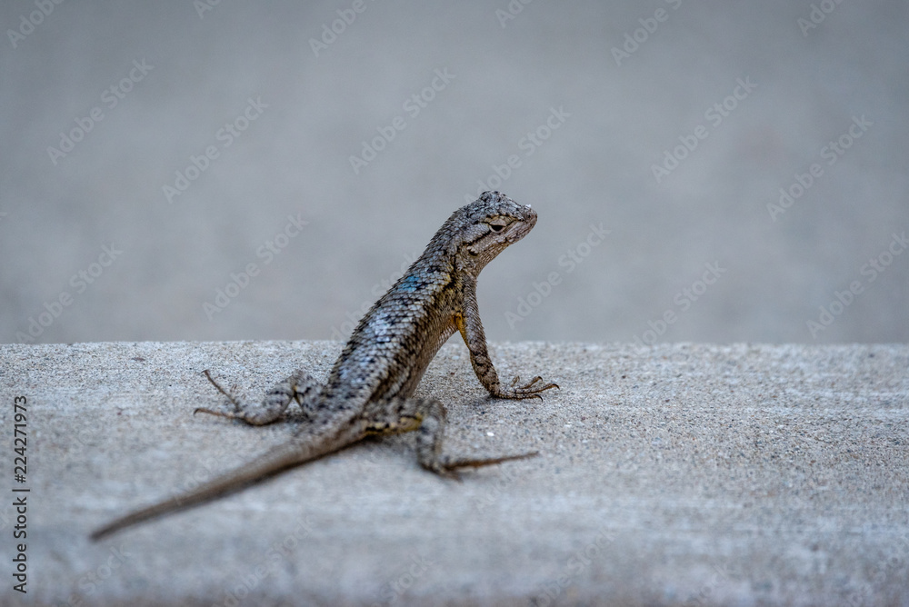 Close up of lizard sitting on a concrete ledge.