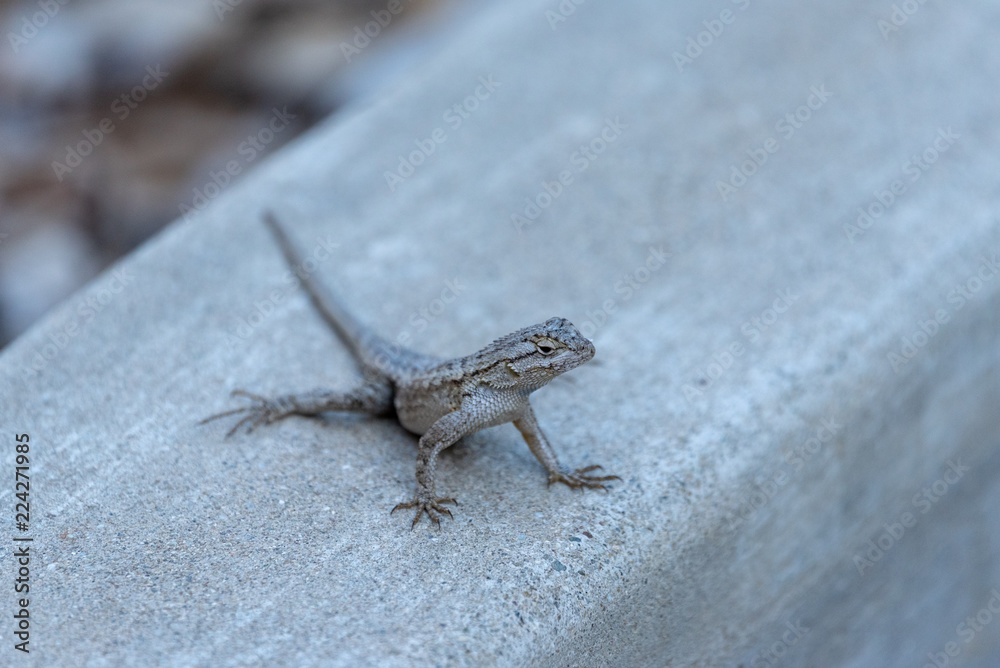 Close up of lizard sitting on a concrete ledge.