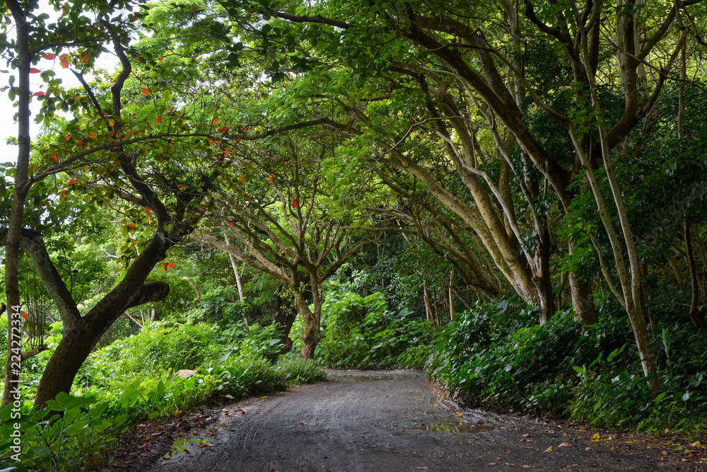 Road to the beach on the Waipio Valley floor on the Big Island of Hawaii. Road to the beach on the Waipio Valley floor on the Big Island of Hawaii.