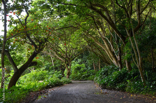 Road to the beach on the Waipio Valley floor on the Big Island of Hawaii.