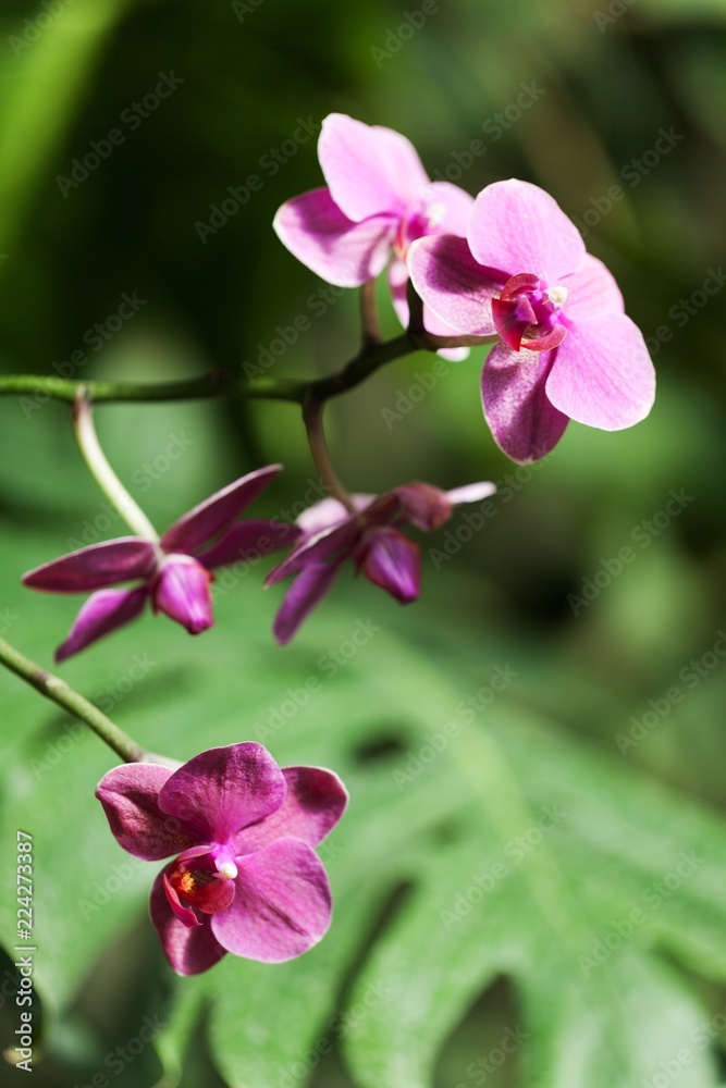 Purple Cymbidium Orchids