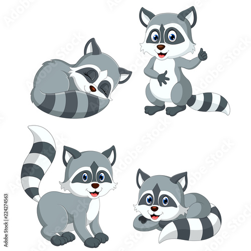 the collection of the grey racoon with different posing
