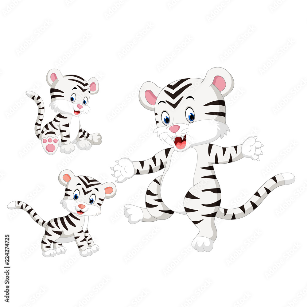 the collection of the white tiger with different pose
