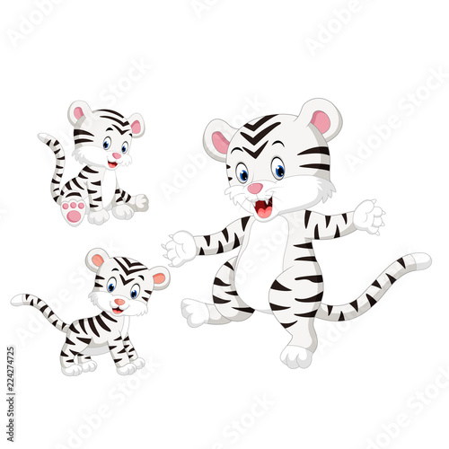 the collection of the white tiger with different pose 