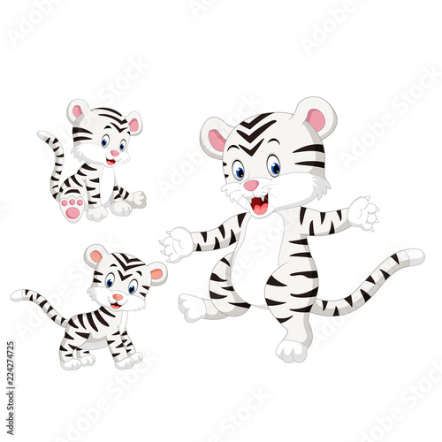 Fototapeta Naklejka Na Ścianę i Meble -  the collection of the white tiger with different pose
