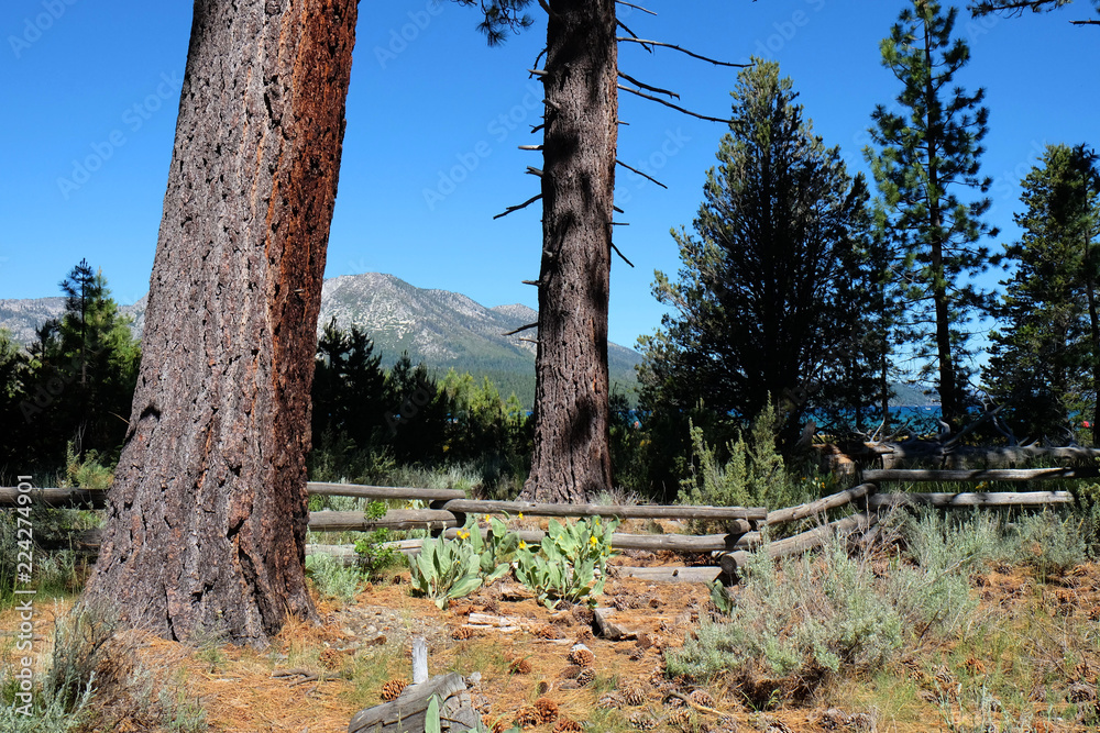 Lake Tahoe Forest