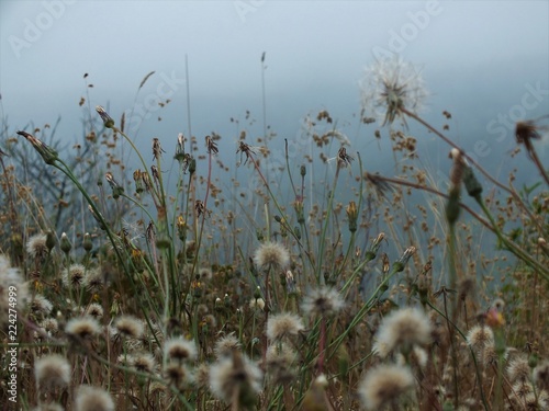 green grass and flowers