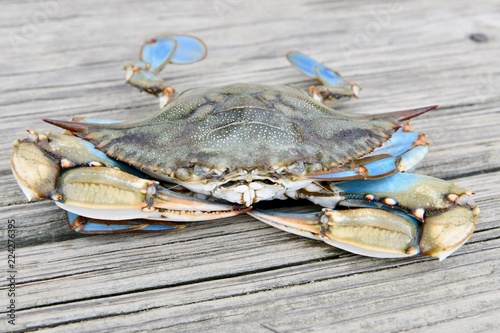 Mature male blue crab from the Chesapeake bay