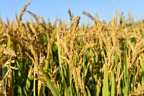 Mature rice in the field photo