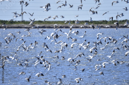 The birds of the sea