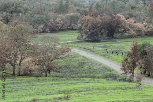 rural landscape with trees