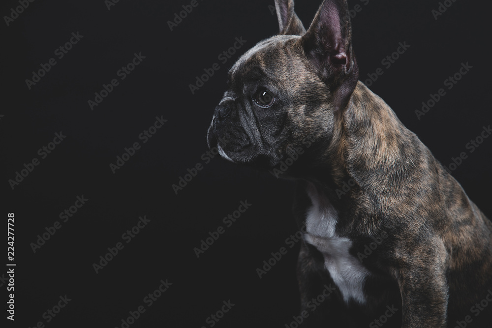 Brindle French Bulldog Puppy Portrait