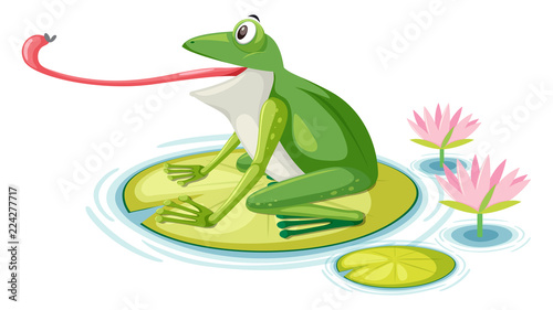 A frog eating fly on lily pad