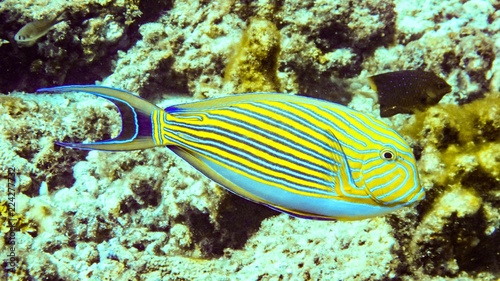 Close up Striped Surgeonfish in Maldives.