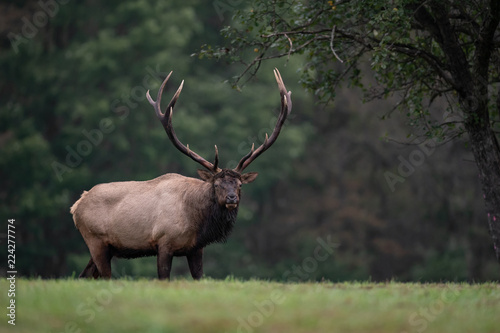 Portrait of Elk in Forest