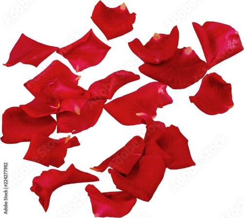 Petals of Red Roses - Isolated