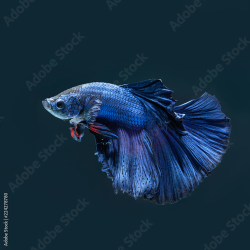 Blue fighting fish on Black background