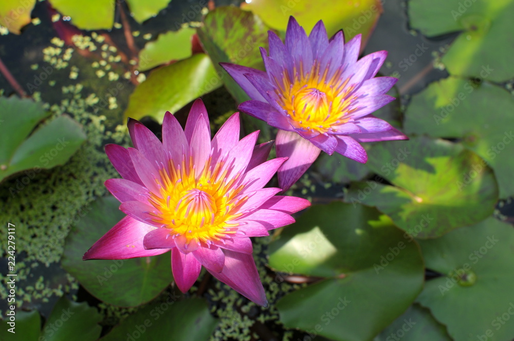 pink water lily in pond pink water lily in pond