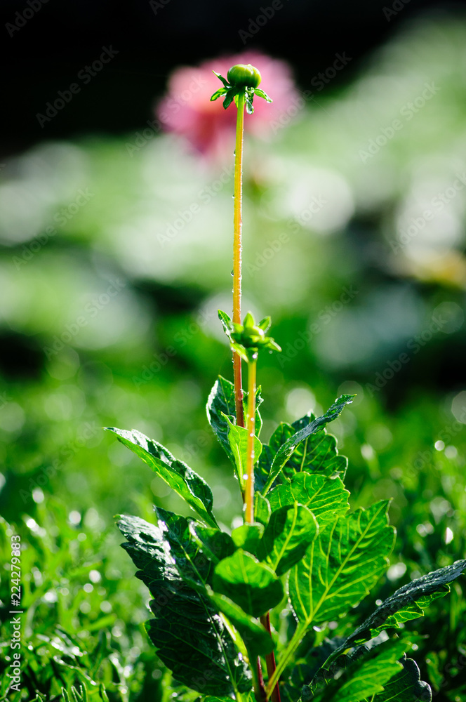 flower in the garden