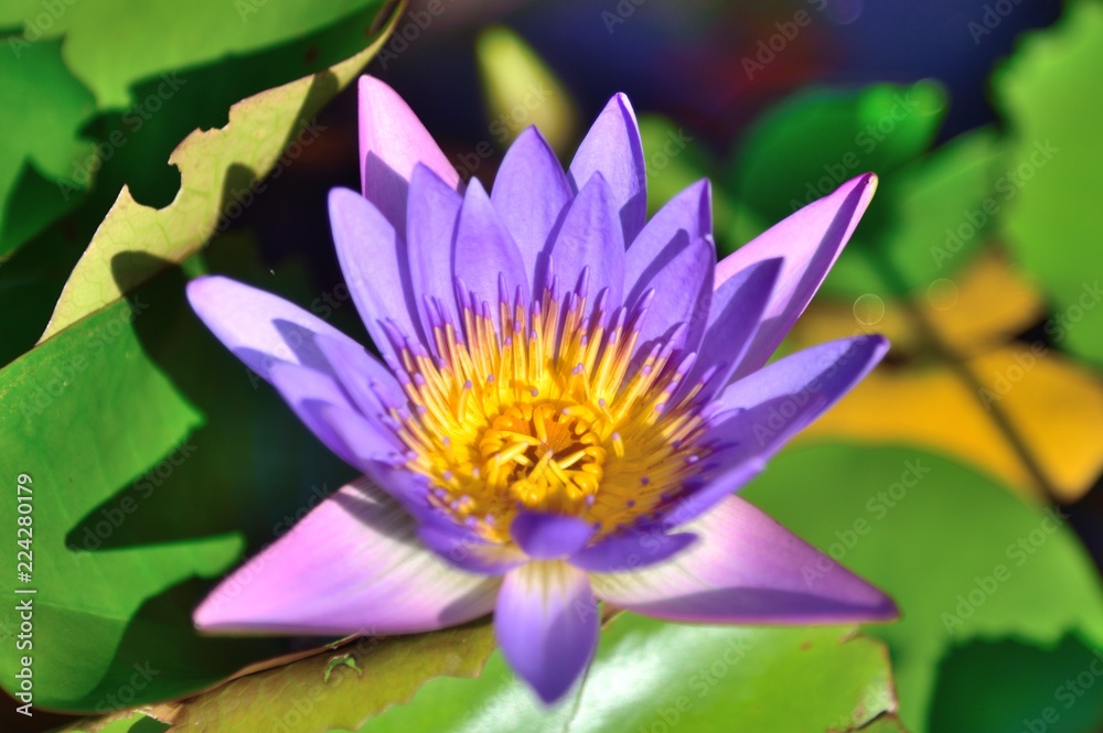 purple lotus in nature on leaf lotus background purple lotus in nature on leaf lotus background