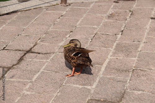 Pato pico verde acicalandose