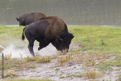 American buffalo bull agressively digging dust soil at Yellowstone National Park, Wyoming photo