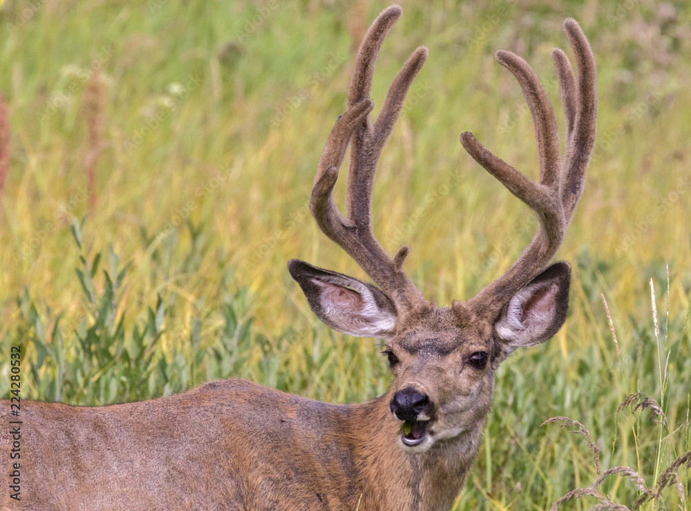 Portrait of Male Mule deer (Odocoileus hemionus) Portrait of Male Mule deer (Odocoileus hemionus)