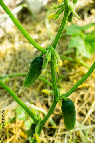 Cucumber plant in the garden. Selective focus.