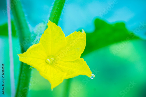 Blooming cucumber plant in the garden. Shallow depth of field.