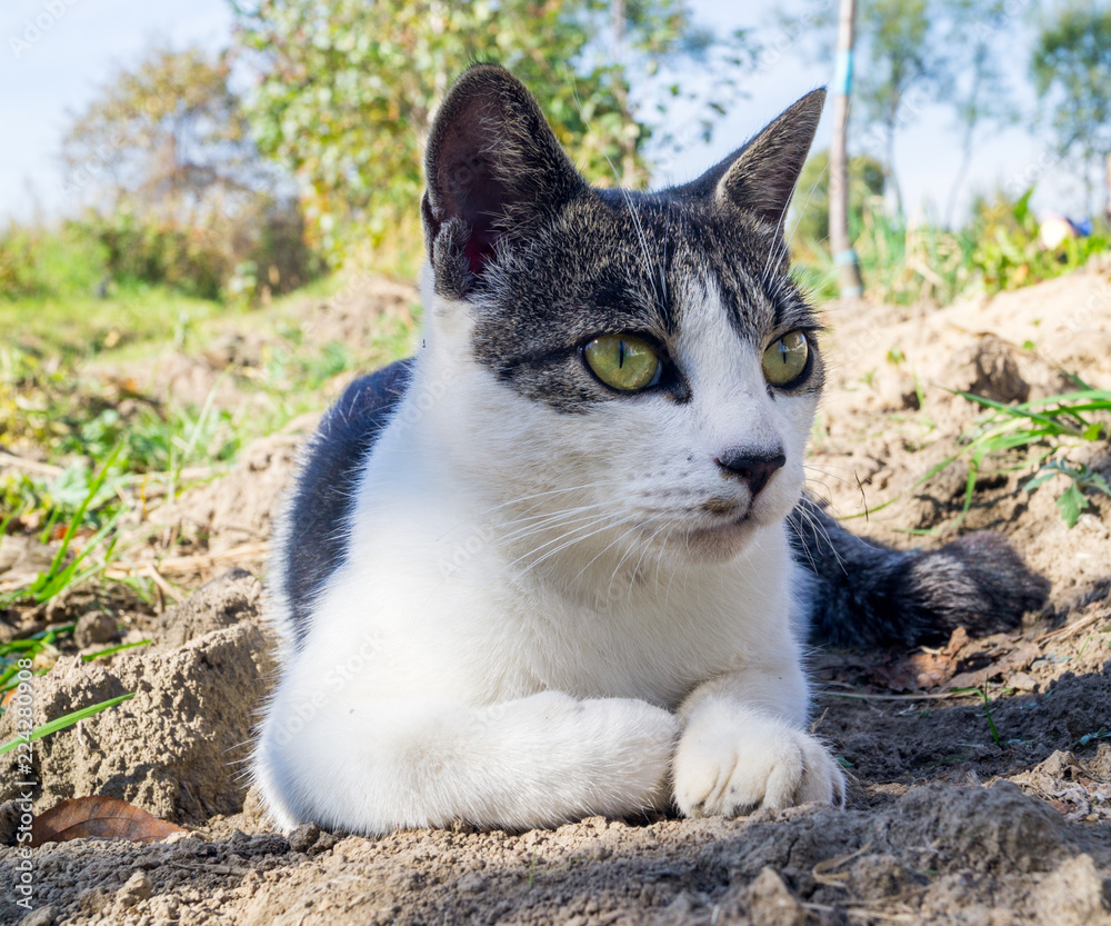 A cat lies in the grass and hunts A cat lies in the grass and hunts