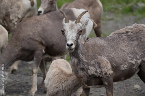 Goats looking at you